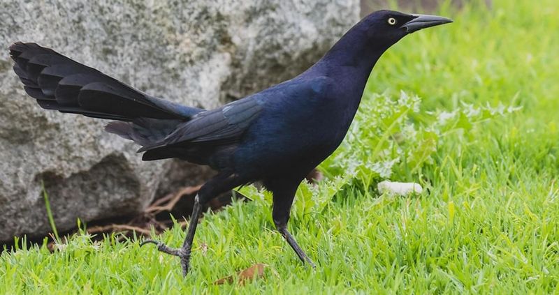 Great-Tailed Grackles: Adaptable Innovators