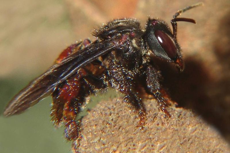 Vulture Bees