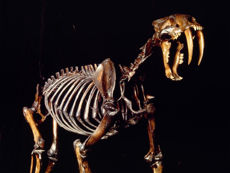 Saber-Toothed Tiger
