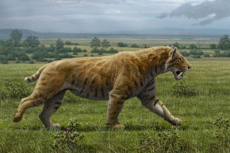 Saber-Toothed Cat