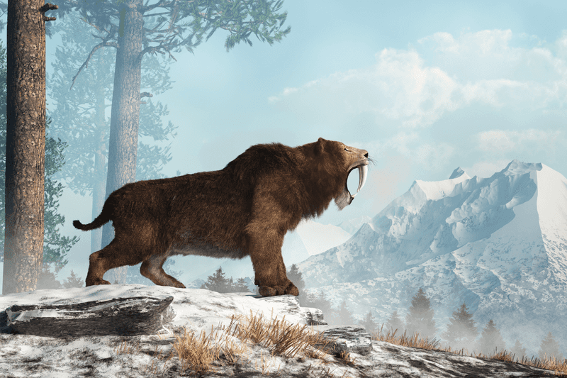 Saber-toothed Tiger