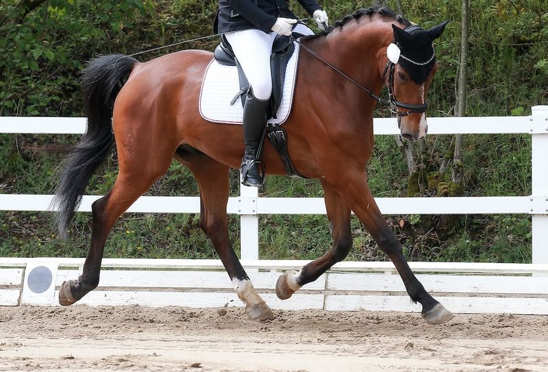 Monitor The Horse's Posture During Work