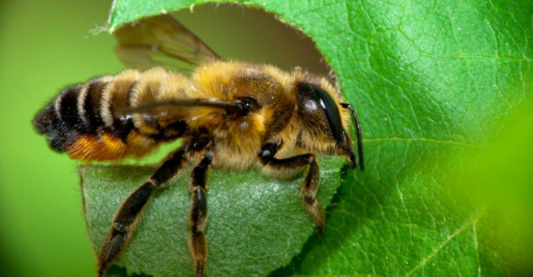 World Bee Day: Celebrating The Amazing Diversity Of Bee Species Around The Globe