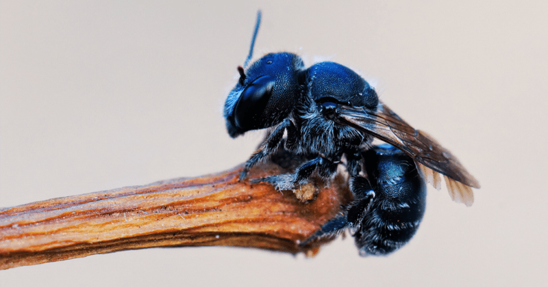 Blue Orchard Mason Bees