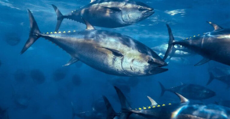World Record-Breaking Tuna: Largest And Smallest Tuna Ever Caught