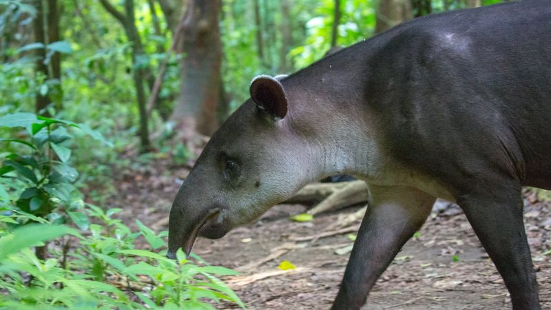 Rediscovery Of The Tapir