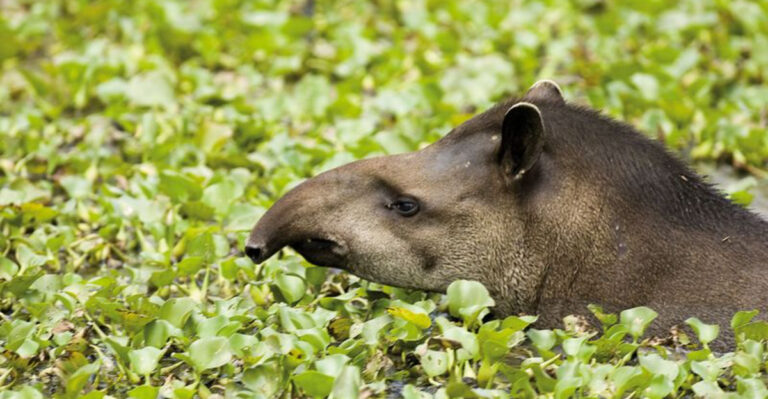 World’s Largest Land Mammal Returns After 90-Year Absence
