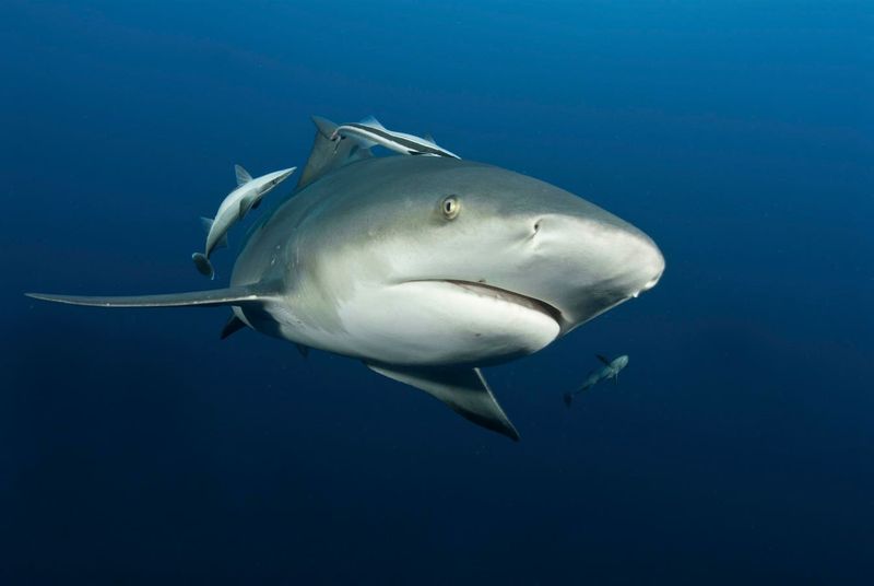 Baby Shark Nurseries