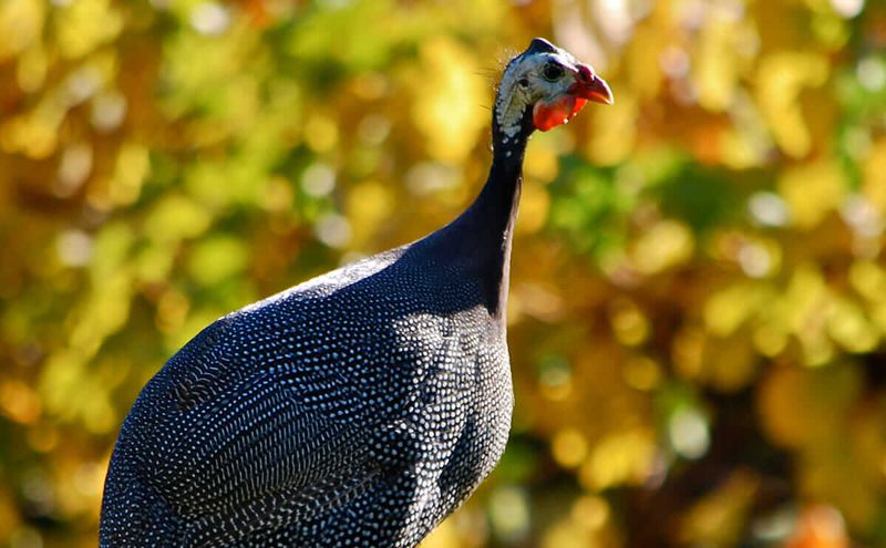 Guinea Fowl: The Natural Pest Patrol
