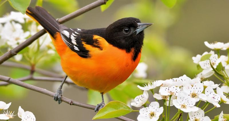 Oriole