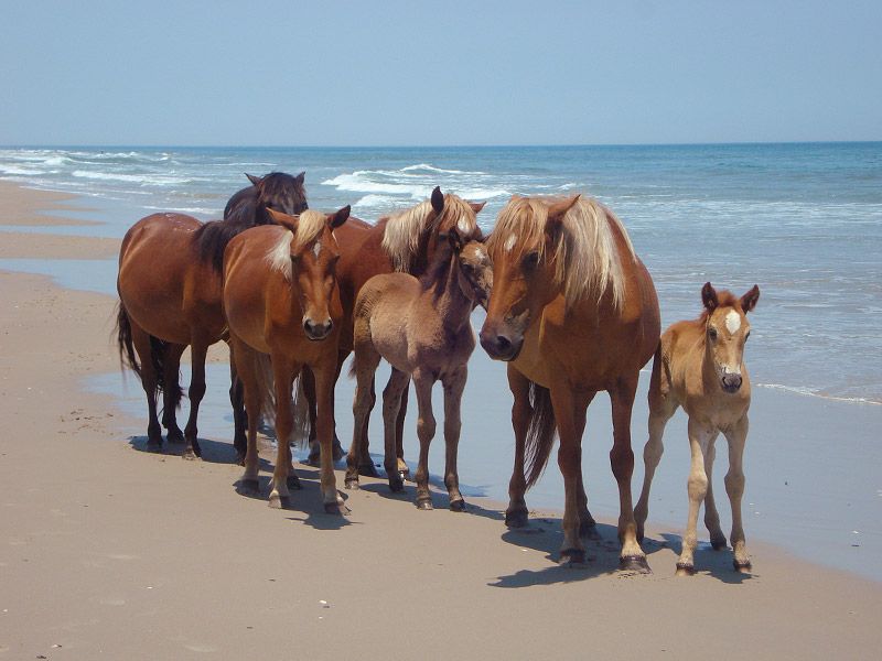 North Carolina's Outer Banks Equine Treasure