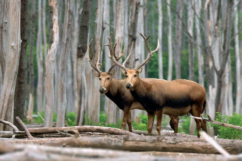 Pere David's Deer