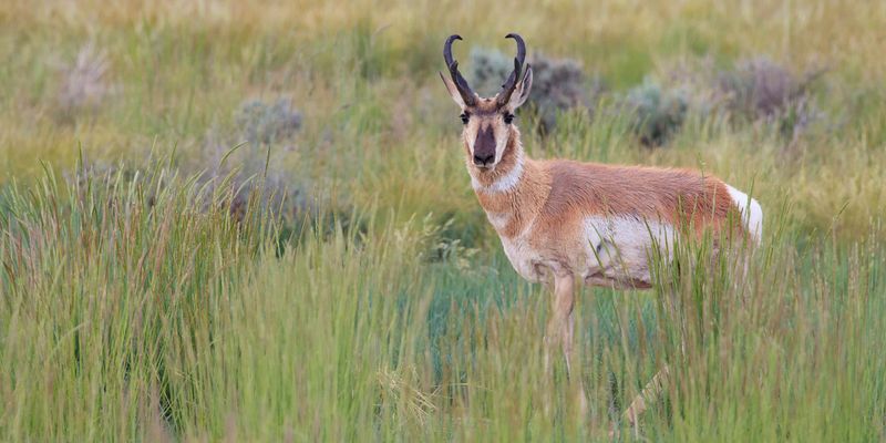 Montana – Yellowstone National Park