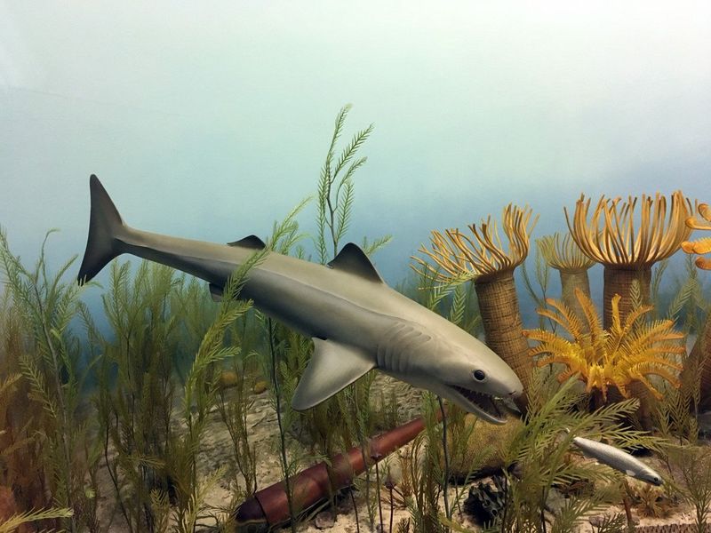 Cladoselache: The First True Shark