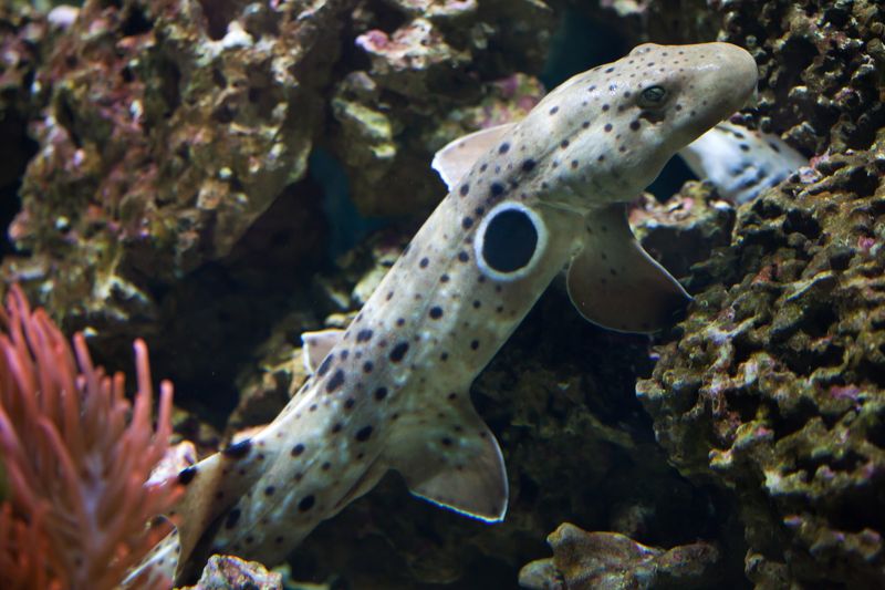 Epaulette Shark: The Walking Wonder