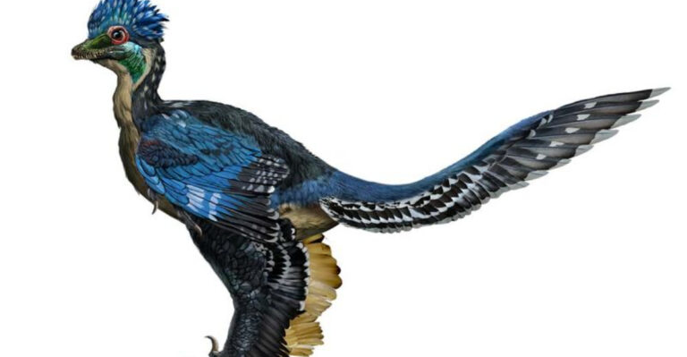 Xiaotingia Zhengi: The Fossil That’s Redefining The Timeline Of Bird Evolution