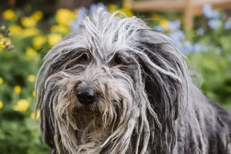 Bergamasco's Mysterious Matted Coat
