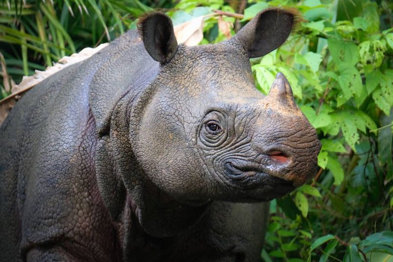 Javan Rhinoceros – The One-Horned Survivor