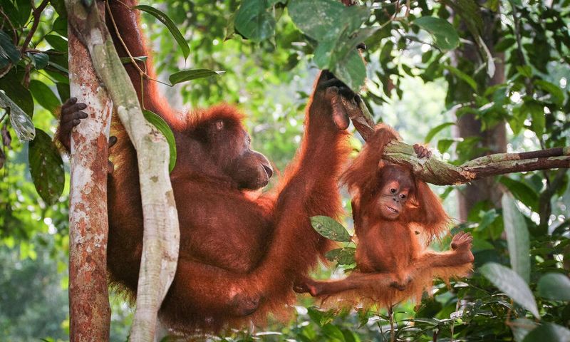 Sumatran Orangutan