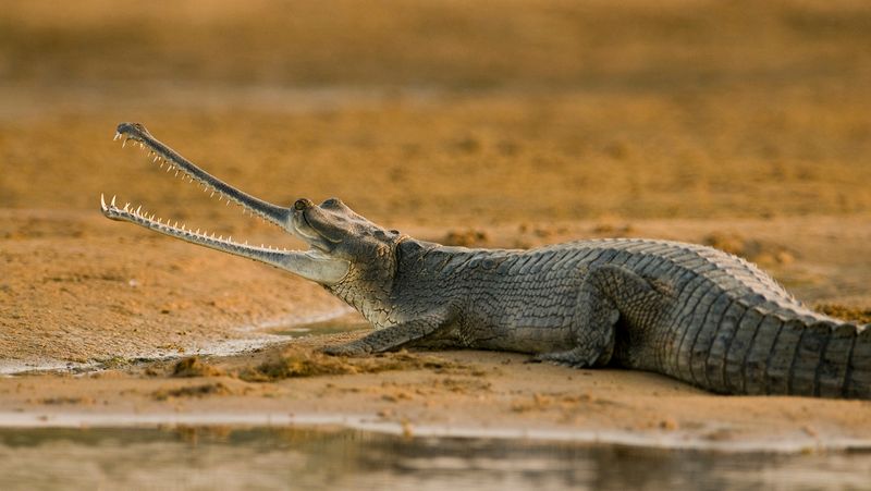 Gharial: The Fish-Catching Crocodilian