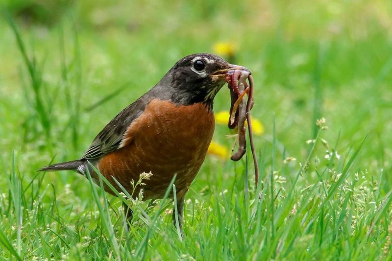 Remarkable Worm-Hunting Technique