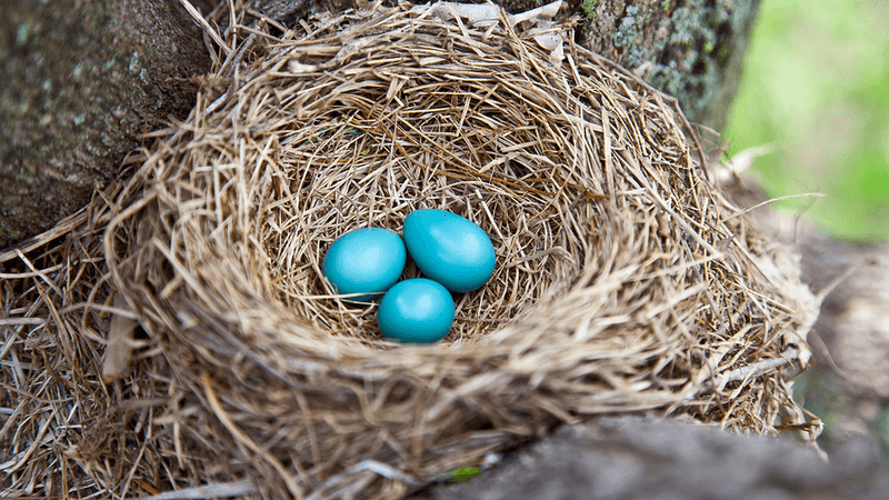 Nest Material Innovations