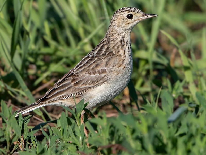 Sprague's Pipit