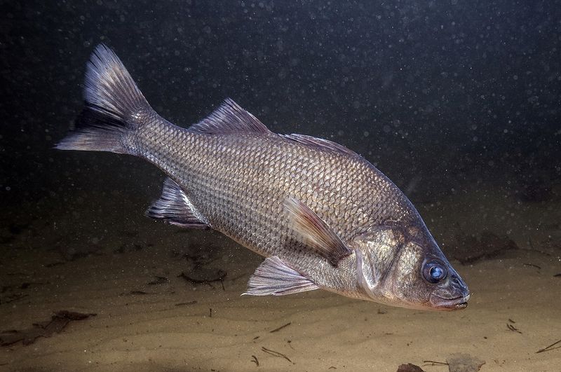 White Perch