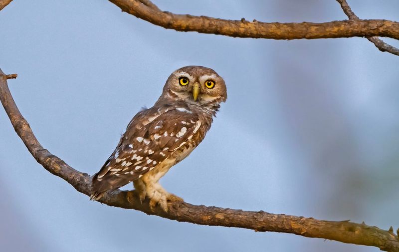 Forest Owlet
