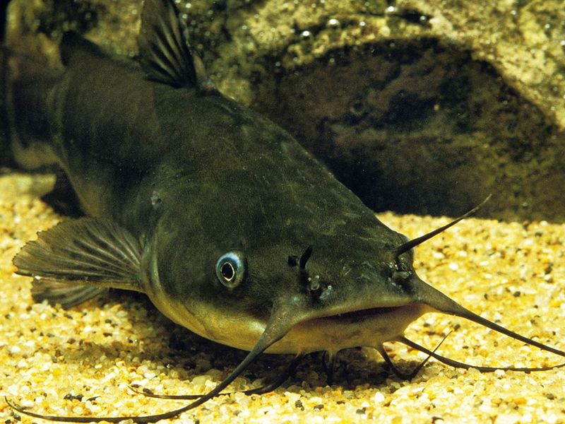 Bullhead