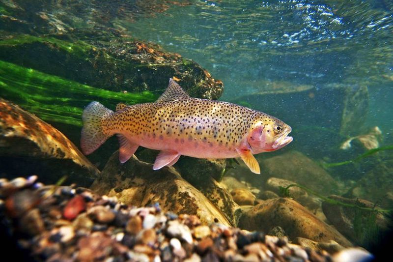 Cutthroat Trout
