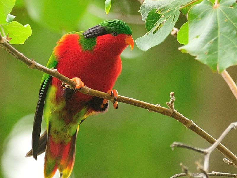 Rimatara Lorikeet