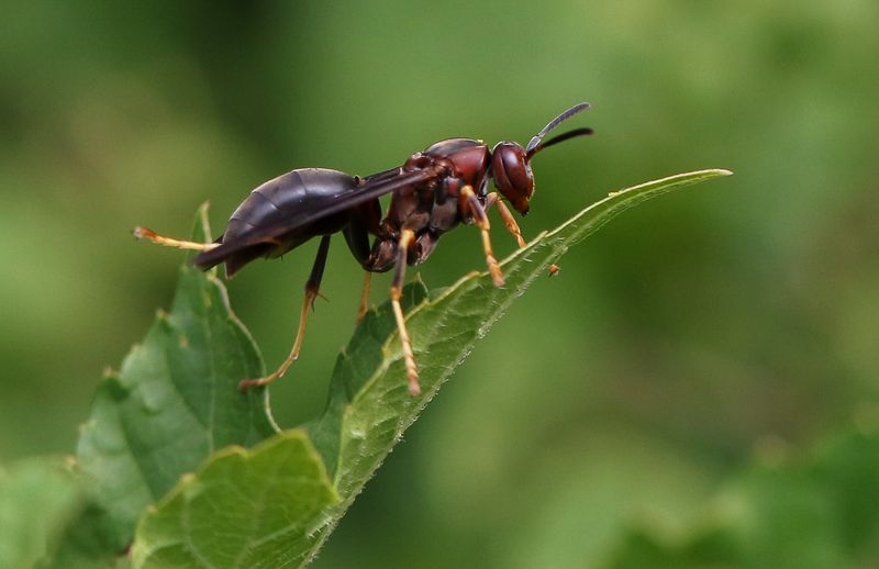 Paper Wasp