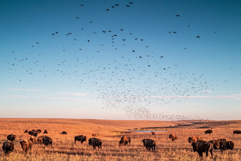 Prairie Pioneers At Tallgrass Prairie Preserve