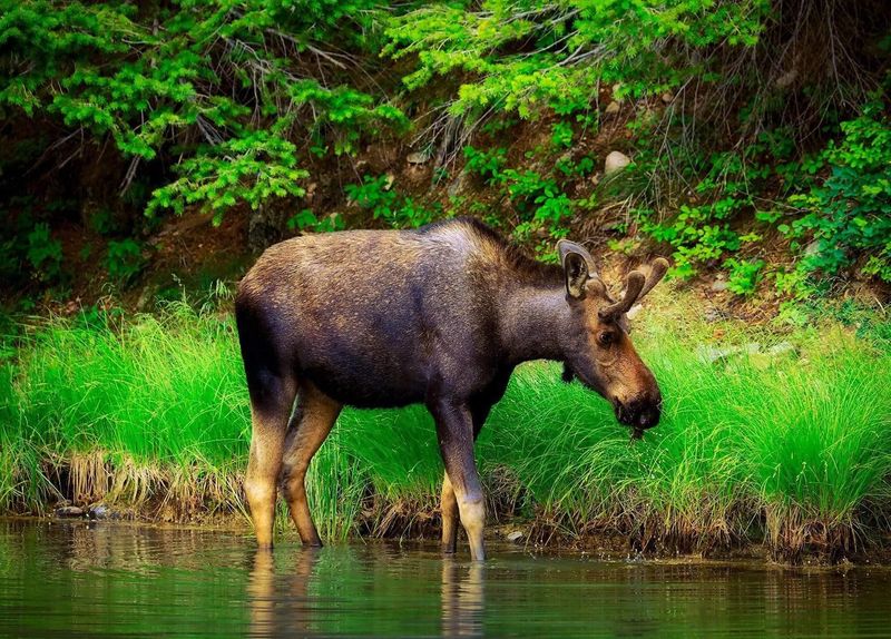 Glacier National Park, Montana