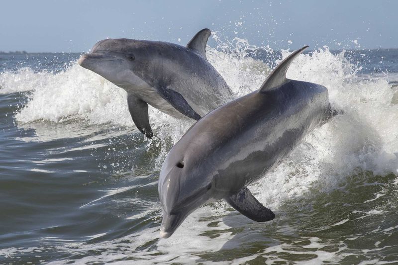 Playful Bottlenose Dolphins