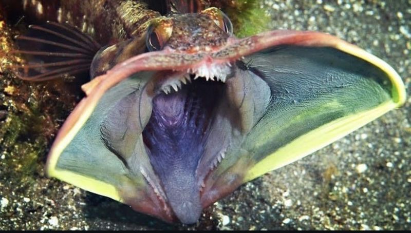 Sarcastic Fringehead