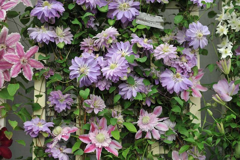 Clematis: Climbing Vines On The Menu
