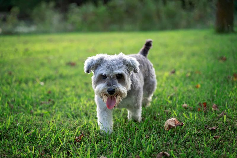 Snorkie: Miniature Schnauzer Meets Yorkie Magic