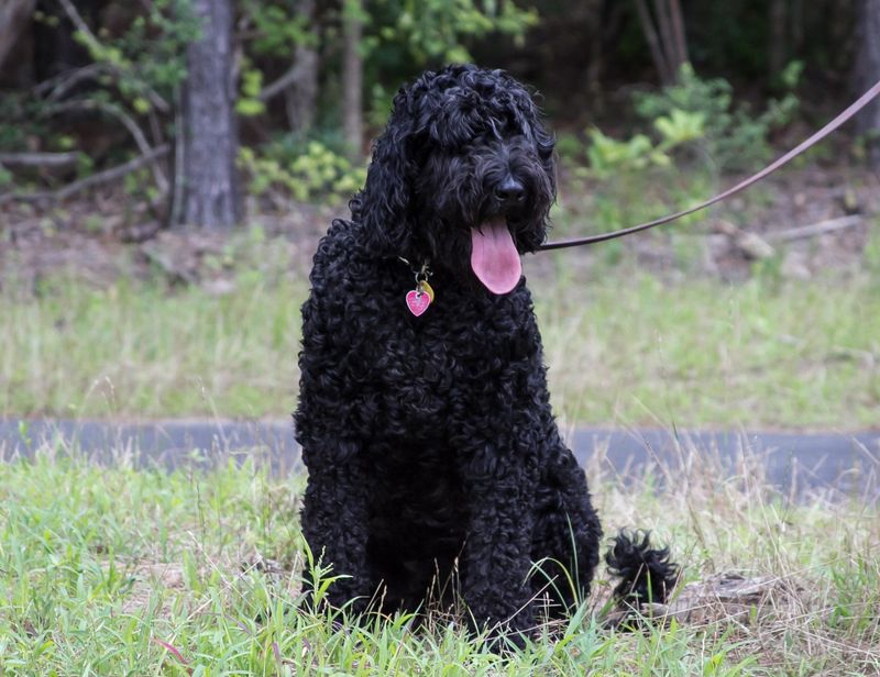 Giant Schnoodle – The Demanding Diva