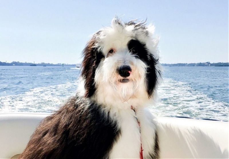 Sheepadoodle