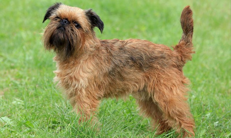 Belgian Griffon
