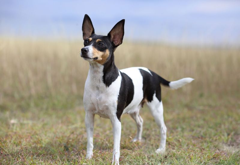 Toy Fox Terrier