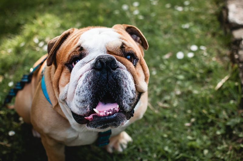 Bulldog