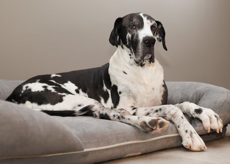 Great Dane