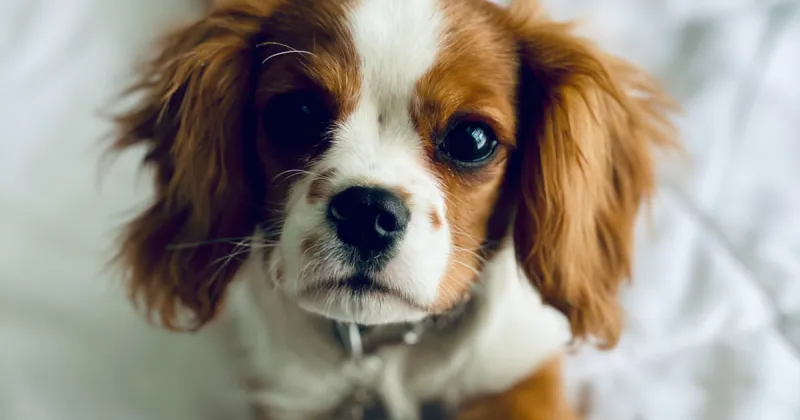 Cavalier King Charles Spaniel Sweethearts
