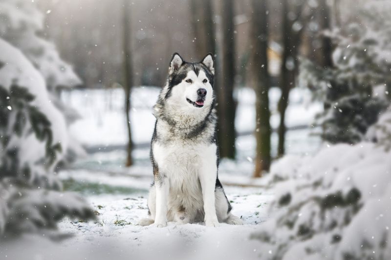 Alaskan Malamutes: The Arctic Warriors