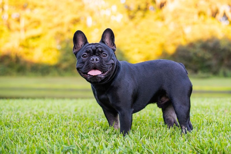 French Bulldogs