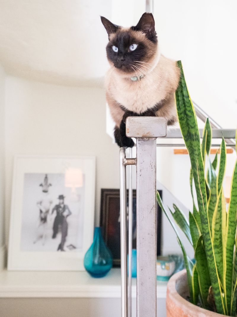 You Live In A Space Unfit For A Cat