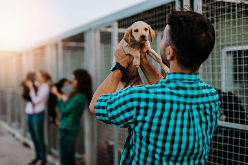 Shelter Dogs Are Only Good As Guard Dogs